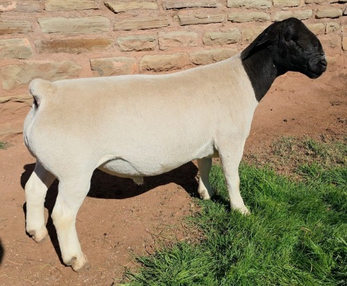 LOT 24 1X DORPER T5 RAM Mickey Phillips & Son