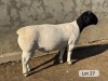 LOT 27 1X DORPER T5 RAM Leroy Phillips Dorpers