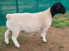 LOT 38 1X DORPER STUD RAM Mickey Phillips & Son