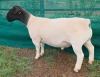 LOT 39 1X DORPER STUD RAM Mickey Phillips & Son