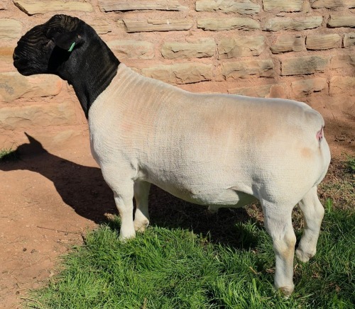LOT 31 1X DORPER STUD RAM Mickey Phillips & Son