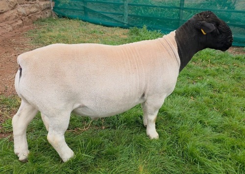 LOT 40 1X DORPER FLOCK RAM Mickey Phillips & Son