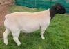 LOT 40 1X DORPER FLOCK RAM Mickey Phillips & Son