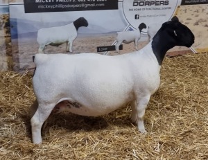 Lot 33 1x DORPER OOI/EWE Mickey Phillips & Son Dorpers TYPE 5