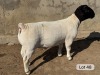 LOT 48 1X DORPER STUD RAM Leroy Phillips Dorpers