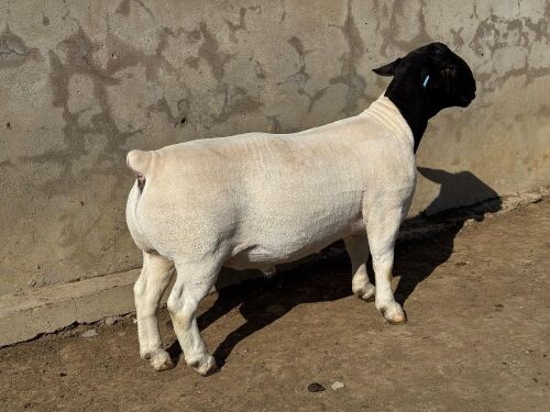 LOT 60 1X DORPER FLOCK RAM Leroy Phillips Dorpers