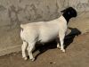 LOT 60 1X DORPER FLOCK RAM Leroy Phillips Dorpers