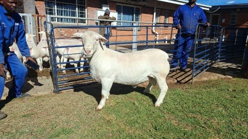 LOT 4 1X WHITE DORPER FLOCK RAM Double Trouble Wit Dorpers