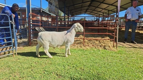 LOT 17 1X WHITE DORPER STUD RAM Double Trouble Wit Dorpers