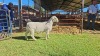 LOT 17 1X WHITE DORPER STUD RAM Double Trouble Wit Dorpers