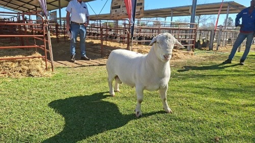 LOT 5 1X WHITE DORPER FLOCK RAM Double Trouble Wit Dorpers