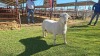 LOT 5 1X WHITE DORPER FLOCK RAM Double Trouble Wit Dorpers