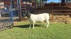 LOT 11 1X DORPER STUD RAM Double Trouble Wit Dorpers