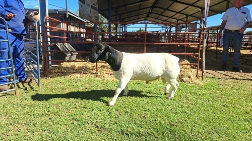 LOT 12 1X DORPER FLOCK RAM Double Trouble Wit Dorpers
