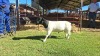 LOT 12 1X DORPER FLOCK RAM Double Trouble Wit Dorpers
