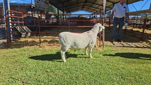 LOT 18 1X WHITE DORPER STUD RAM Double Trouble Wit Dorpers