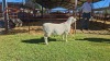 LOT 18 1X WHITE DORPER STUD RAM Double Trouble Wit Dorpers