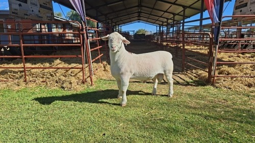 LOT 25 1X WHITE DORPER STUD RAM Double Trouble Wit Dorpers