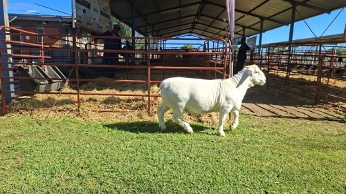 LOT 26 1X WHITE DORPER STUD RAM Double Trouble Wit Dorpers