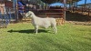LOT 33 1X WHITE DORPER FLOCK RAM Double Trouble Wit Dorpers