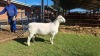 LOT 34 1X WHITE DORPER FLOCK RAM Double Trouble Wit Dorpers