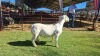 LOT 41 1X WHITE DORPER FLOCK RAM Double Trouble Wit Dorpers