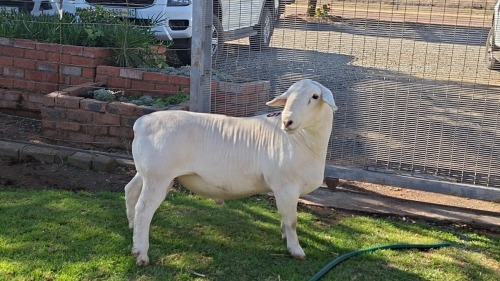 LOT 46 1X WHITE DORPER FLOCK RAM Double Trouble Wit Dorpers