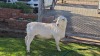 LOT 46 1X WHITE DORPER FLOCK RAM Double Trouble Wit Dorpers