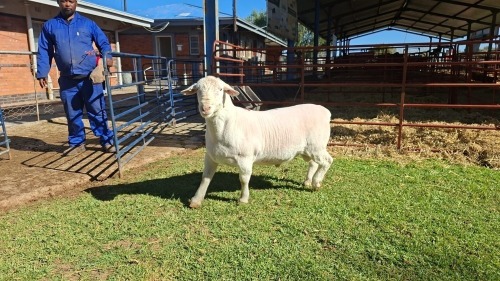 LOT 42 1X WHITE DORPER FLOCK RAM Double Trouble Wit Dorpers