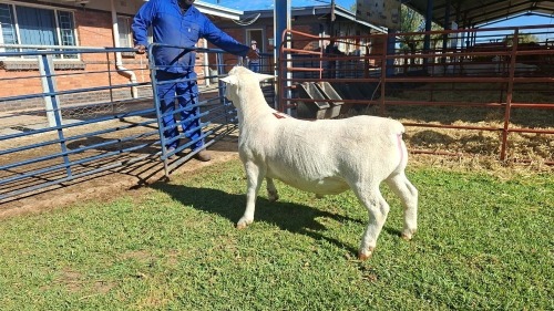 LOT 47 1X WHITE DORPER FLOCK RAM Double Trouble Wit Dorpers