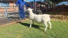 LOT 47 1X WHITE DORPER FLOCK RAM Double Trouble Wit Dorpers