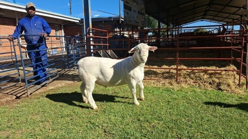 LOT 51 1X WHITE DORPER FLOCK RAM Double Trouble Wit Dorpers