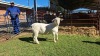 LOT 51 1X WHITE DORPER FLOCK RAM Double Trouble Wit Dorpers