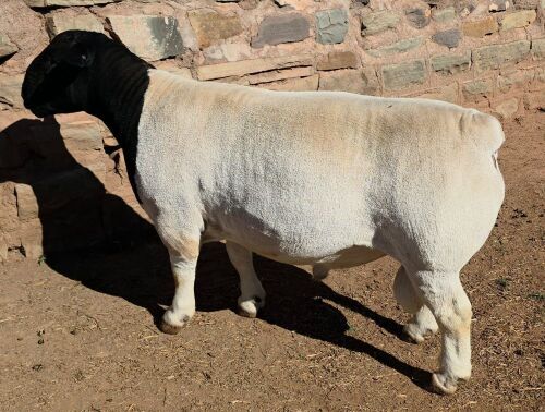 LOT 23 1X DORPER T5 RAM Mickey Phillips & Son