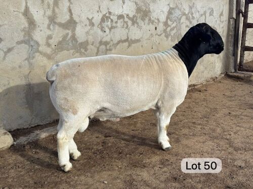 LOT 50 1X DORPER STUD RAM Leroy Phillips Dorpers