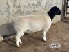 LOT 50 1X DORPER STUD RAM Leroy Phillips Dorpers