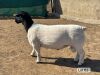 LOT 62 1X DORPER FLOCK RAM Leroy Phillips Dorpers