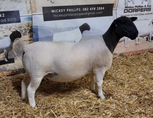 Lot 52 1x DORPER OOI/EWE Mickey Phillips & Son Dorpers TYPE 5