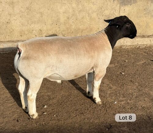 LOT 8 1X DORPER T5 RAM Leroy Phillips Dorpers