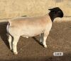 LOT 8 1X DORPER T5 RAM Leroy Phillips Dorpers