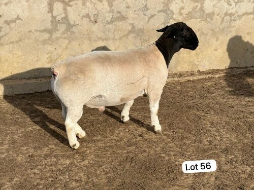 LOT 56 1X DORPER FLOCK RAM Leroy Phillips Dorpers