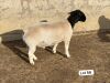 LOT 56 1X DORPER FLOCK RAM Leroy Phillips Dorpers