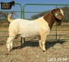 1 X BOER GOAT STUD BUCK Ruan Mans - 2