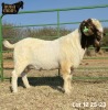 1 X BOER GOAT STUD BUCK Ruan Mans - 2