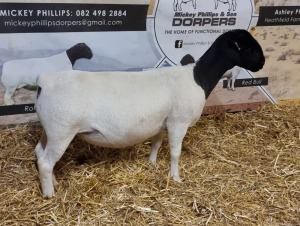 Lot 55 1x DORPER OOI/EWE Mickey Phillips & Son Dorpers TYPE 5