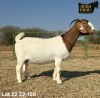 1 X BOER GOAT STUD PREGNANT DOE Ruan Mans - 2