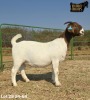 1 X BOER GOAT FLOCK PREGNANT DOE Ruan Mans - 2