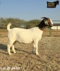 1 X BOER GOAT STUD PREGNANT DOE Ruan Mans - 2