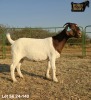 1 X BOER GOAT STUD PREGNANT DOE Ruan Mans - 2