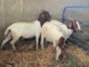LOT 10 3X OOI/EWE BOERBOK Rhenosterhoek, Kobus van der Walt - 082926 0929 (Per stuk om lot te neem/Per Piece to take the lot) - 2
